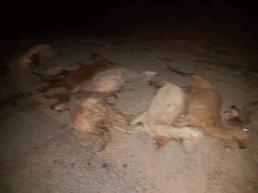 حادثة سير على الطريق المؤدية إلى زايو تتسبب في مقتل عشرات الأغنام 