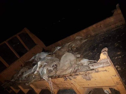 حادثة سير على الطريق المؤدية إلى زايو تتسبب في مقتل عشرات الأغنام 