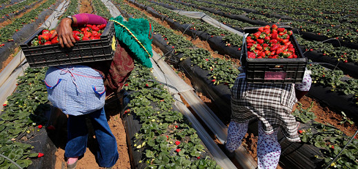 المغرب يسهر على سلامة "عاملات الفراولة" بتنسيق مع الإسبان بعد الضجة المثارة حول الملف
