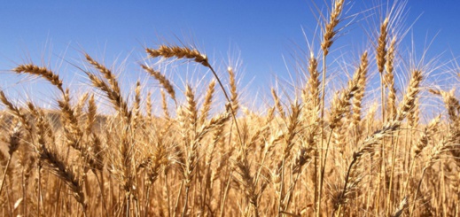 وزارة الفلاحة تتوقع انتاجا متوسطا للحبوب خلال الموسم الفلاحي الجاري وزارة الفلاحة تتوقع انتاجا متوسطا للحبوب خلال الموسم الفلاحي الجاري