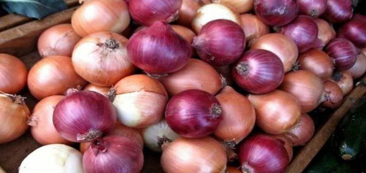 قبل أسبوعين من شهر رمضان.. اسعار البصل تنتقل من 4 دراهم للكيلوغرام الى 12 درهما قبل أسبوعين من شهر رمضان.. اسعار البصل تنتقل من 4 دراهم للكيلوغرام الى 12 درهما