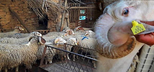 الأغنام والماعز التي ستخصص لعيد الأضحى ستحمل رقما تسلسليا وعبارة عيد الأضحى الأغنام والماعز التي ستخصص لعيد الأضحى ستحمل رقما تسلسليا وعبارة عيد الأضحى