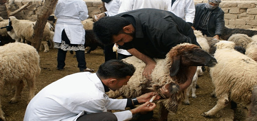 الحمى القلاعية تتسبب في نفوق رؤوس أغنام وماعز بالجهة الشرقية .. والأونسا توضح