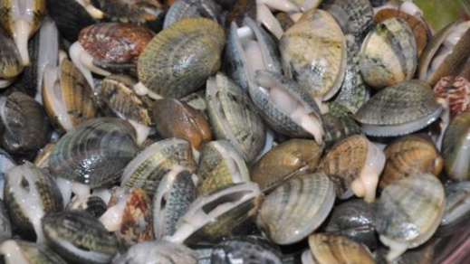 بسبب مواد سامة... وزارة الفلاحة تمنع جمع وتسويق الصدفيات بمنطقة رأس كبدانة بسبب مواد سامة... وزارة الفلاحة تمنع جمع وتسويق الصدفيات بمنطقة رأس كبدانة