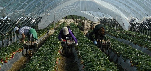 سفارة المغرب باسبانيا تجمع ”نساء الفراولة” على مائدة افطار رمضاني بهويفا سفارة المغرب باسبانيا تجمع ”نساء الفراولة” على مائدة افطار رمضاني بهويفا