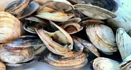 رفع الحظر عن جمع وتسويق الصدفيات بالناظور رفع الحظر عن جمع وتسويق الصدفيات بالناظور