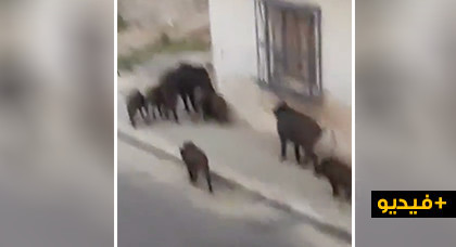 شاهدوا.. الخنزير البري يغزو قرية أركمان نهارا والساكنة تطالب من الجهات المسؤولة التدخل 