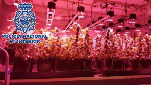 شاهدوا .. مداهمة عناصر الشرطة لمرآب معد لزراعة "الماريغوانا " بمدينة مالقا شاهدوا .. مداهمة عناصر الشرطة لمرآب معد لزراعة "الماريغوانا " بمدينة مالقا