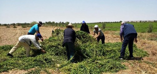 مكتب السلامة الصحية يشرع في اتلاف النعناع المسموم