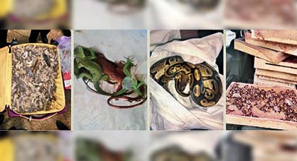 الجمارك تكشف عن محجوزتها غير المألوفة خلال السنة الماضية.. ثعابين وسحالي وطيور الجمارك تكشف عن محجوزتها غير المألوفة خلال السنة الماضية.. ثعابين وسحالي وطيور