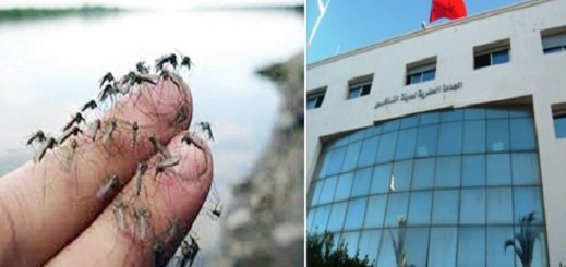 ساكنة "الناظور الجديد" ستُعلن قريبا إخلاء منازلها هربا من هذه "الحشرة" التي تتجاهل البلدية محاربتها ساكنة "الناظور الجديد" ستُعلن قريبا إخلاء منازلها هربا من هذه "الحشرة" التي تتجاهل البلدية محاربتها