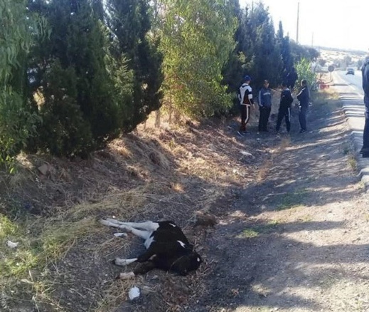 ارتطام حافلة تقل مسافرين من الناظور بـ"عجل" نواحي طنجة تثير استياء عارما بعد تعطيل مصالحهم ارتطام حافلة تقل مسافرين من الناظور بـ"عجل" نواحي طنجة تثير استياء عارما بعد تعطيل مصالحهم