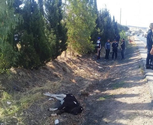 ارتطام حافلة تقل مسافرين من الناظور بـ"عجل" نواحي طنجة تثير استياء عارما بعد تعطيل مصالحهم