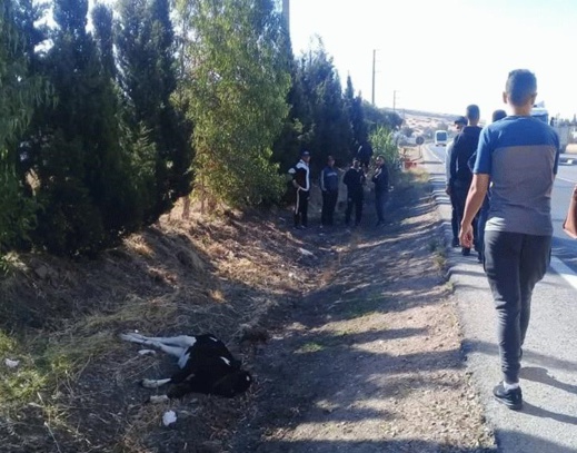 ارتطام حافلة تقل مسافرين من الناظور بـ"عجل" نواحي طنجة تثير استياء عارما بعد تعطيل مصالحهم ارتطام حافلة تقل مسافرين من الناظور بـ"عجل" نواحي طنجة تثير استياء عارما بعد تعطيل مصالحهم