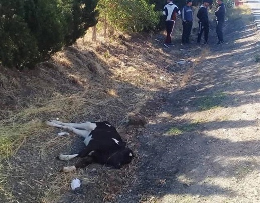 ارتطام حافلة تقل مسافرين من الناظور بـ"عجل" نواحي طنجة تثير استياء عارما بعد تعطيل مصالحهم