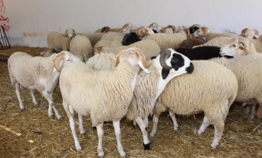 اكتشاف أطنان من فضلات الدجاج موجهة لتغذية أضاحي العيد اكتشاف أطنان من فضلات الدجاج موجهة لتغذية أضاحي العيد