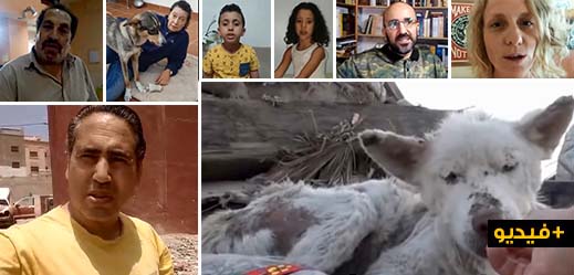 شاهدوا.. ناظوريون يوجهون دعوة لوقف حملات إبادة الكلاب عبر فيديو ناطق بكل لغات العالم شاهدوا.. ناظوريون يوجهون دعوة لوقف حملات إبادة الكلاب عبر فيديو ناطق بكل لغات العالم