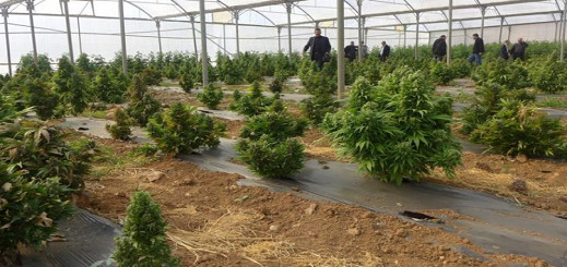 مجلس جهة طنجة الحسيمة يخصص ميزانية لدراسة مميزات نبتة الكيف مجلس جهة طنجة الحسيمة يخصص ميزانية لدراسة مميزات نبتة الكيف