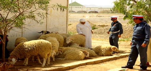 أمن بني بوعياش يسلم درك الدريوش 3 لصوص سرقوا أزيد من 30 خروفا من فلاح بتمسمان أمن بني بوعياش يسلم درك الدريوش 3 لصوص سرقوا أزيد من 30 خروفا من فلاح بتمسمان