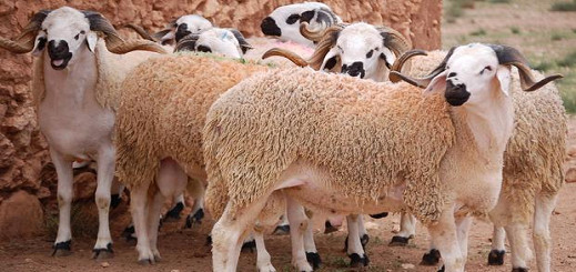 مع إقتراب عيد الأضحى.. رئيس الجمعية المغربية لمربي الأغنام: العرض متوفر والأثمنة في متناول المواطنين