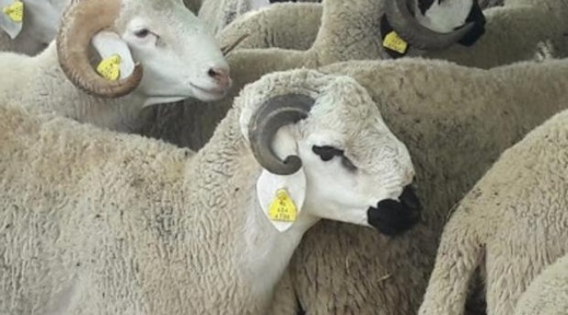 المكتب الوطني للسلامة الصحية يقدم نصائح هامة للمواطنين من أجل ضمان شراء أضحية سليمة المكتب الوطني للسلامة الصحية يقدم نصائح هامة للمواطنين من أجل ضمان شراء أضحية سليمة