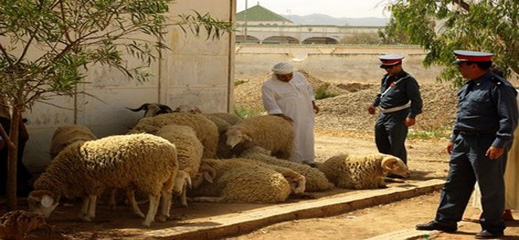 عصابات سرقة المواشي بالناظور تكثف من أنشطتها الإجرامية مع اقتراب موعد عيد الأضحى عصابات سرقة المواشي بالناظور تكثف من أنشطتها الإجرامية مع اقتراب موعد عيد الأضحى