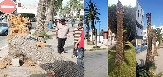 مواطنون يحذرون من وقوع فاجعة بسبب تساقط جذوع أشجار النخيل المعتلة والذابلة وسط الناظور مواطنون يحذرون من وقوع فاجعة بسبب تساقط جذوع أشجار النخيل المعتلة والذابلة وسط الناظور