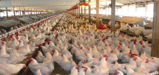الجمعية الوطنية لمربي الدجاج تطالب بسحب مذكرة وزارية تهدد مستقبل نصف مليون أسرة الجمعية الوطنية لمربي الدجاج تطالب بسحب مذكرة وزارية تهدد مستقبل نصف مليون أسرة