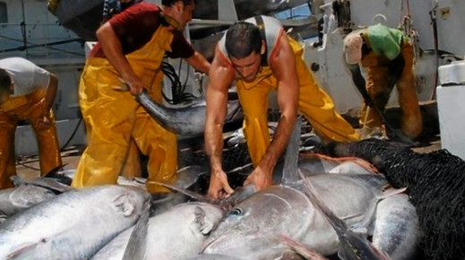 انطلاق عملية صيد سمك التون الأحمر بسواحل إقليمي الحسيمة والدريوش