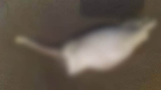 مأساة.. شاطئ "بوقانة" ببني انصار يلفظ أعضاء بشرية لمهاجر سري مأساة.. شاطئ "بوقانة" ببني انصار يلفظ أعضاء بشرية لمهاجر سري