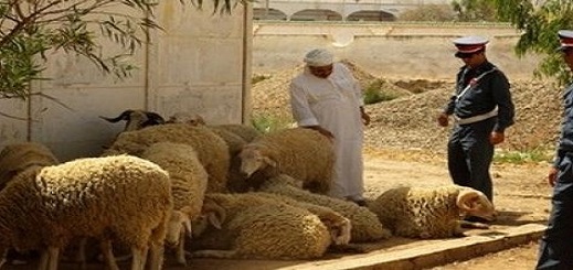 الدرك يتمكن من استرجاع قطيع أغنام من أحفير بعد سرقتها من بني سيدال