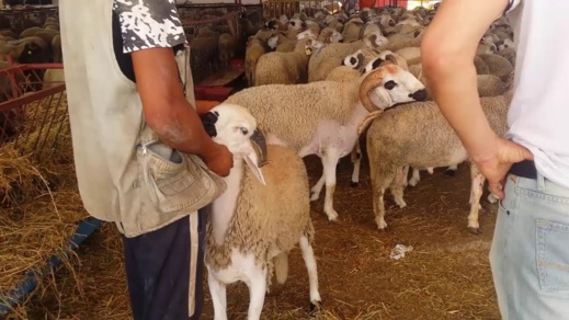 عيد الأضحى.. العرض من القطيع يتجاوز الطلب بأكثر من 40 في المائة عيد الأضحى.. العرض من القطيع يتجاوز الطلب بأكثر من 40 في المائة