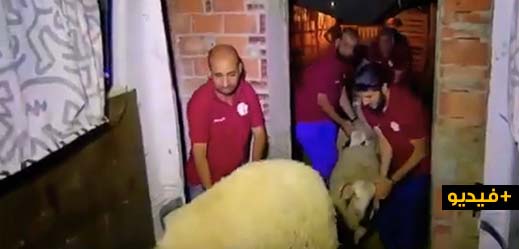 جمعية "حق اليتيم والضعيف" توزع أضاحي العيد على الأسر المعوزة والفقيرة بالناظور جمعية "حق اليتيم والضعيف" توزع أضاحي العيد على الأسر المعوزة والفقيرة بالناظور