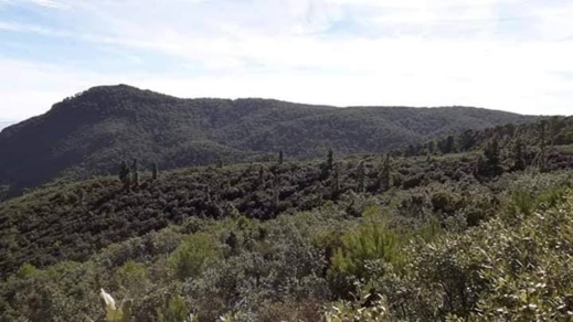 نشطاء يطلقون حملة على مواقع التواصل الإجتماعي لإعادة تشجير غابة إفرني المحترقة نشطاء يطلقون حملة على مواقع التواصل الإجتماعي لإعادة تشجير غابة إفرني المحترقة