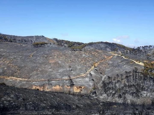 نشطاء يطلقون حملة على مواقع التواصل الإجتماعي لإعادة تشجير غابة إفرني المحترقة نشطاء يطلقون حملة على مواقع التواصل الإجتماعي لإعادة تشجير غابة إفرني المحترقة