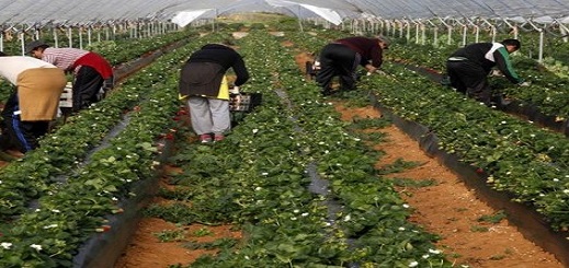 حكومتا إسبانيا والمغرب تستعدان لفتح الباب أمام النقابيين والحقوقيين لمراقبة وضعية نساء الفرولة حكومتا إسبانيا والمغرب تستعدان لفتح الباب أمام النقابيين والحقوقيين لمراقبة وضعية نساء الفرولة