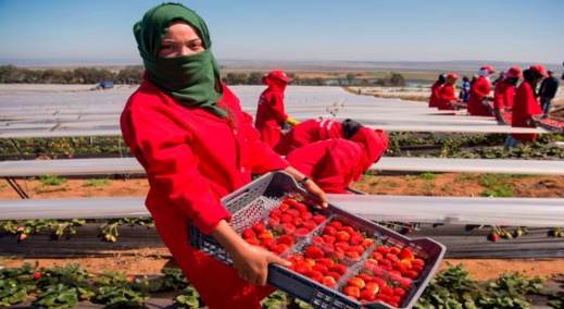 المغرب واسبانيا يكشفان حصيلة تعاونهما لإنجاح عملية جني الفراولة