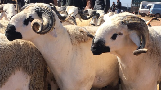 وزارة الفلاحة تنوه بالظروف التي مرت فيها عملية ذبح الأضاحي وزارة الفلاحة تنوه بالظروف التي مرت فيها عملية ذبح الأضاحي