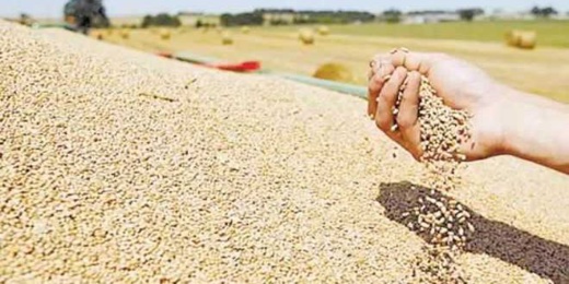 المغرب يعلن استيراد مليون طن من القمح المغرب يعلن استيراد مليون طن من القمح