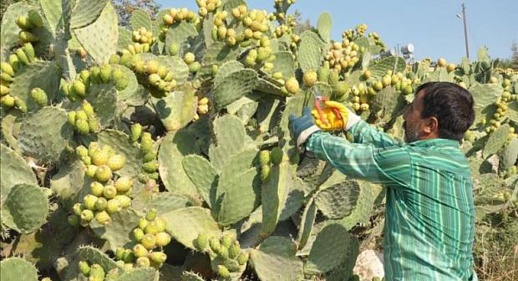 أخنوش يصدر قرارا لتنظيم ومراقبة أغراس "الهندية" في المشاتل أخنوش يصدر قرارا لتنظيم ومراقبة أغراس "الهندية" في المشاتل