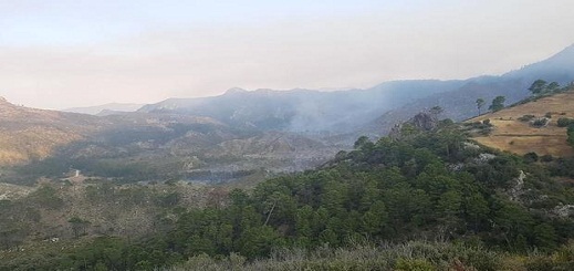 حريق يتلف 65 هكتارا من غابة عشاشة تاسيفت بين شفشاون والحسيمة