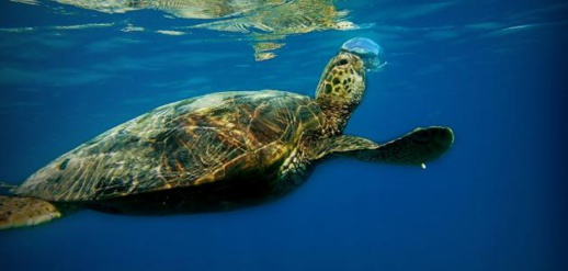 الحكومة تصدر قانونا جديدا يمنع صيد الثدييات والسلاحف البحرية بالمياه المغربية