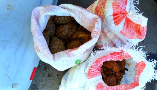 جمارك الميناء المتوسطي تحبط عملية تهريب 400 "سلحفاة" كانت في طريقها نحو فرنسا جمارك الميناء المتوسطي تحبط عملية تهريب 400 "سلحفاة" كانت في طريقها نحو فرنسا