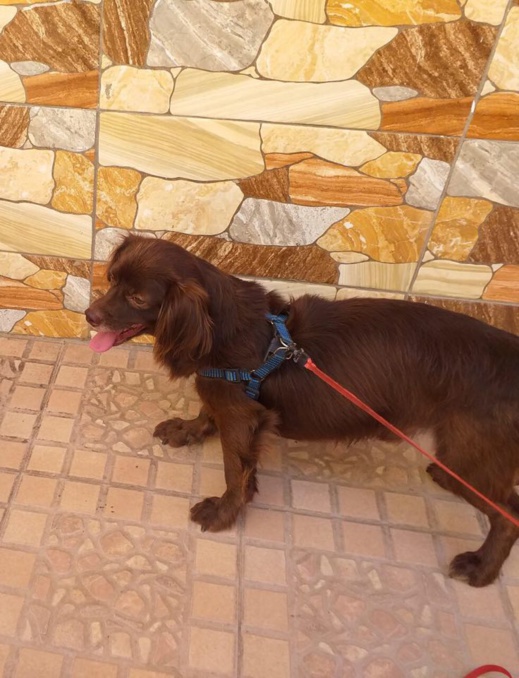 سيدة من بني أنصار تبلغ الشرطة عن تعرض كلبها للسرقة على يد رجل مجهول وتناشد إرجاعه سيدة من بني أنصار تبلغ الشرطة عن تعرض كلبها للسرقة على يد رجل مجهول وتناشد إرجاعه