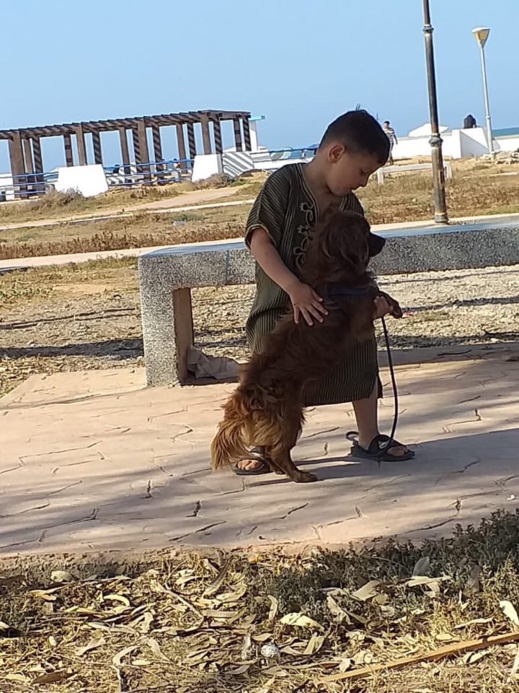 سيدة من بني أنصار تبلغ الشرطة عن تعرض كلبها للسرقة على يد رجل مجهول وتناشد إرجاعه سيدة من بني أنصار تبلغ الشرطة عن تعرض كلبها للسرقة على يد رجل مجهول وتناشد إرجاعه