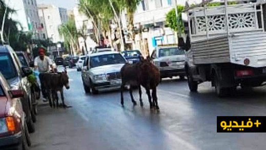شاهدوا.. قطعان الحمير تزاحم الساكنة في شوارع مدينة الناظور شاهدوا.. قطعان الحمير تزاحم الساكنة في شوارع مدينة الناظور