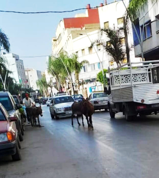 شاهدوا.. قطعان الحمير تزاحم الساكنة في شوارع مدينة الناظور 