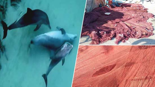 البحارة يشتكون من هجمات "النيكرو" الذي يتلف محصول السمك بسواحل الناظور البحارة يشتكون من هجمات "النيكرو" الذي يتلف محصول السمك بسواحل الناظور