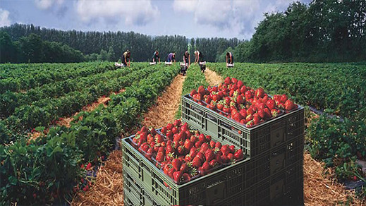 إسبانيا تعلن عن رغبتها في 16 ألف عاملة مغربية في حقول جني الفراولة وهذا تاريخ إنتقائهن