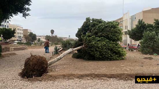 شاهدوا.. رياح قوية بالناظور تقتلع الأشجار وألواح التشوير شاهدوا.. رياح قوية بالناظور تقتلع الأشجار وألواح التشوير